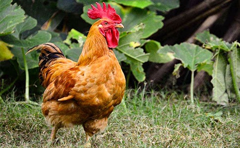 《艳丽的大公鸡》说课稿