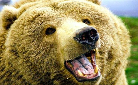 中班健康优秀教案及教学反思《在狗熊脚边》