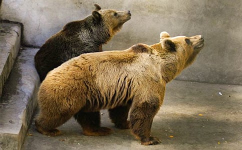 两只笨狗熊教案