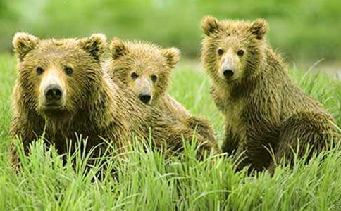 《两只笨狗熊》语言教案