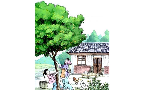 桂花雨的教学反思