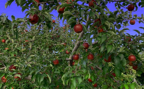 (精)果园转让合同14篇