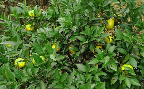 果园转让合同(合集)