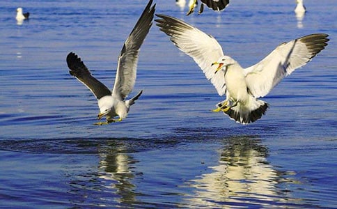 《海鸥乔那坦》教学设计 (鄂教版七年级上册)