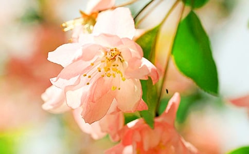 《西花厅的海棠花又开了》(九年级下册)(网友来稿) 教案教学设计