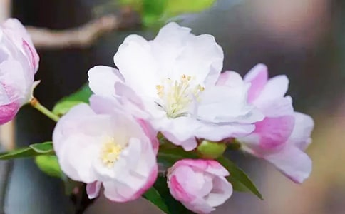 《大鱼海棠》观后感12篇