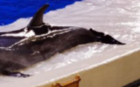 《蓝色的海豚岛》读后感(精选15篇)