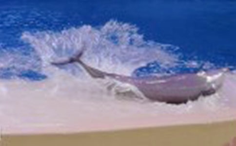 《海豚救人》说课稿