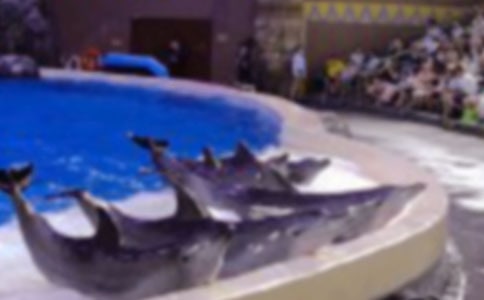 《蓝色的海豚岛》读后感