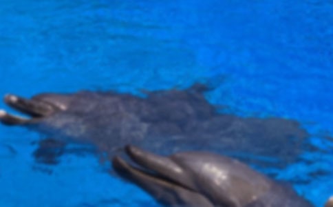 人教版九册《海豚救人》教案设计