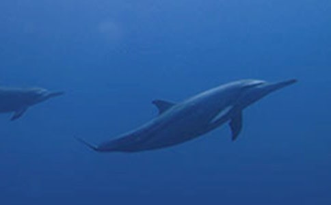 观看《海豚湾》纪录片有感