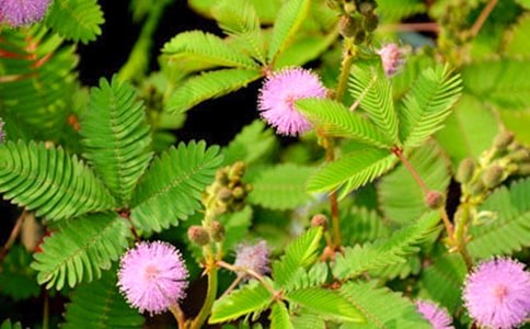 小学生观察含羞草的作文