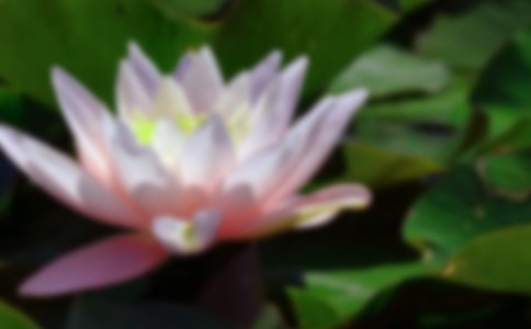 (经典)荷花小学作文10篇