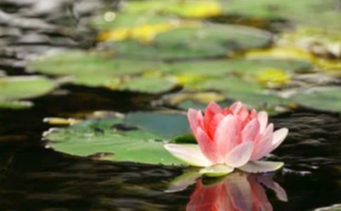 孝庄太皇太后和平共和畅春园的俯首松(网友来稿)