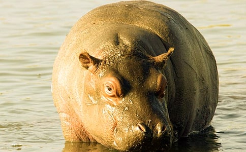 小河马有用处说课稿