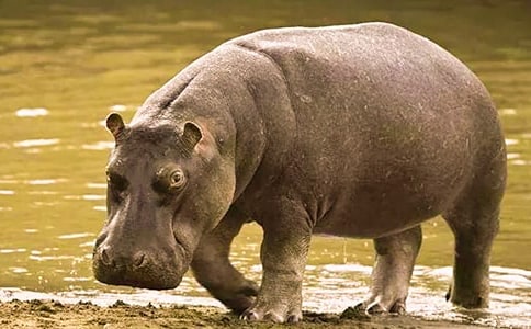 小河马与刷牙精灵教案