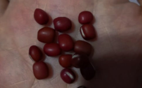 此物最相思--趣谈唐诗中的红豆(网友来稿)