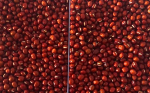 红豆成长记录小学生作文300字