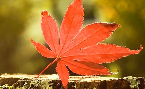 山东红叶谷导游词