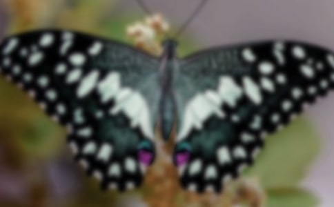 四年级《蝴蝶的家》教学反思