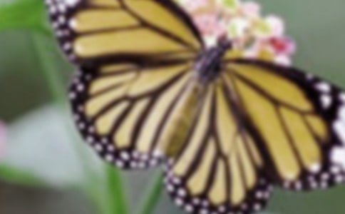 蝴蝶飘飞 亦美亦痛--《永远的蝴蝶》赏析