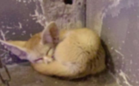 小班语言优秀教案及教学反思《狐狸帮蜜蜂看家》