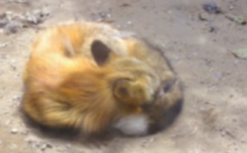 狐狸和乌鸦说课稿10篇