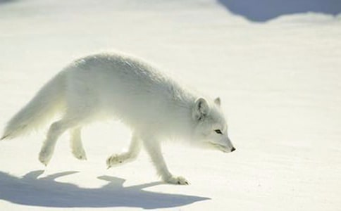 《狐狸和小鸟》说课稿3篇