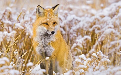 《乌鸦和狐狸》教学反思