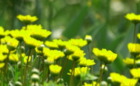 小班粘贴花朵教案