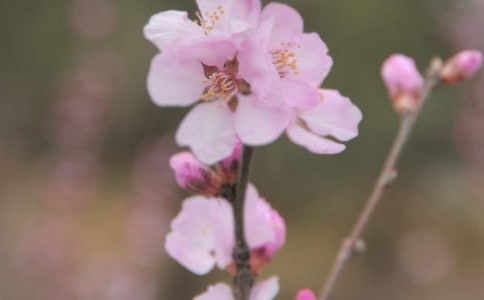美丽的花朵教案