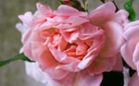 大班美术活动花朵教案