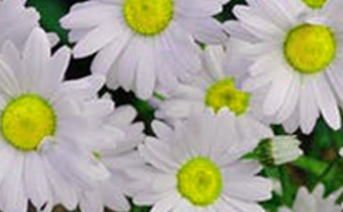 盛开在时光里的花朵初二学生作文