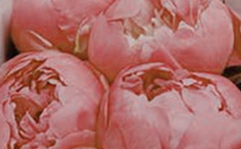 小班社会优质课教案及教学反思《花朵好看我不摘》