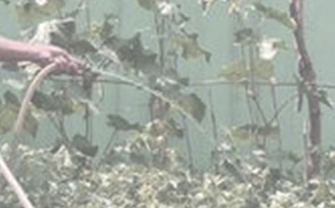 《大象浇花》大班教案