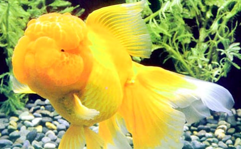 金鱼的观察日记范文