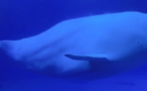 大鲸鱼在海边大班语言教案