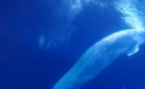 《海螺和大鲸鱼》大班教案