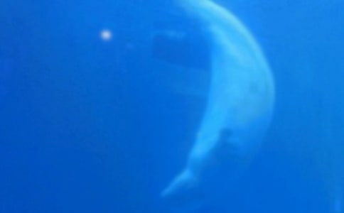 《大鲸鱼在海边》教案