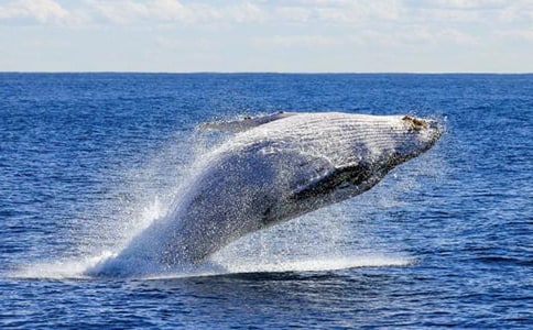 大班语言教案《海螺和大鲸鱼》