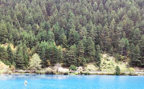 小学四年级语文上册《九寨沟》教学反思