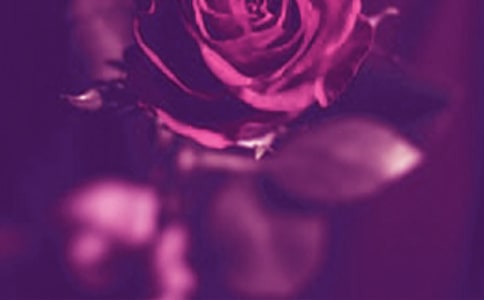 浪漫的图景 优美的文字