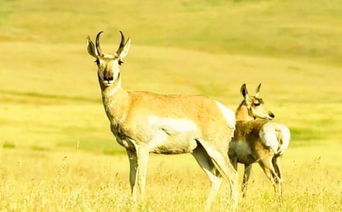 《羚羊木雕》导学案 (粤教版七年级上册)