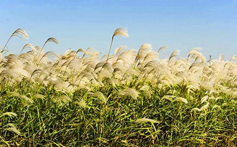 故乡的芦苇教学反思