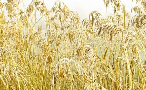 《故乡的芦苇》教学反思