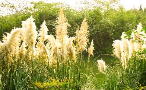 芦苇坡前写景作文