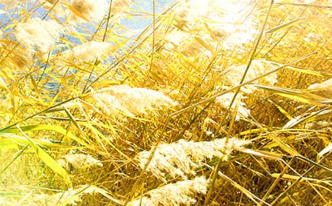 人是能思想的芦苇(苏教版高二必修) 教案教学设计