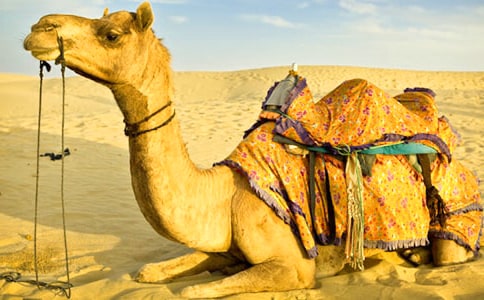 《找骆驼》教学反思15篇