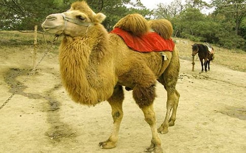 找骆驼教学反思