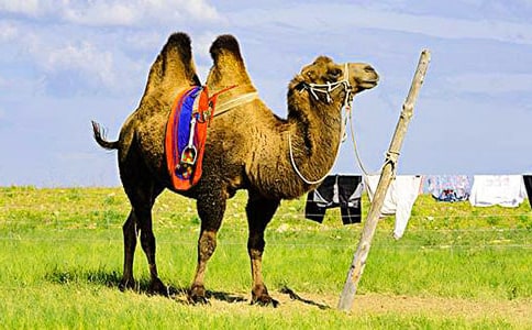 《骆驼赋》教学反思